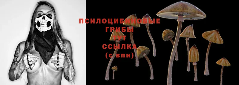 Псилоцибиновые грибы Cubensis  Чистополь 